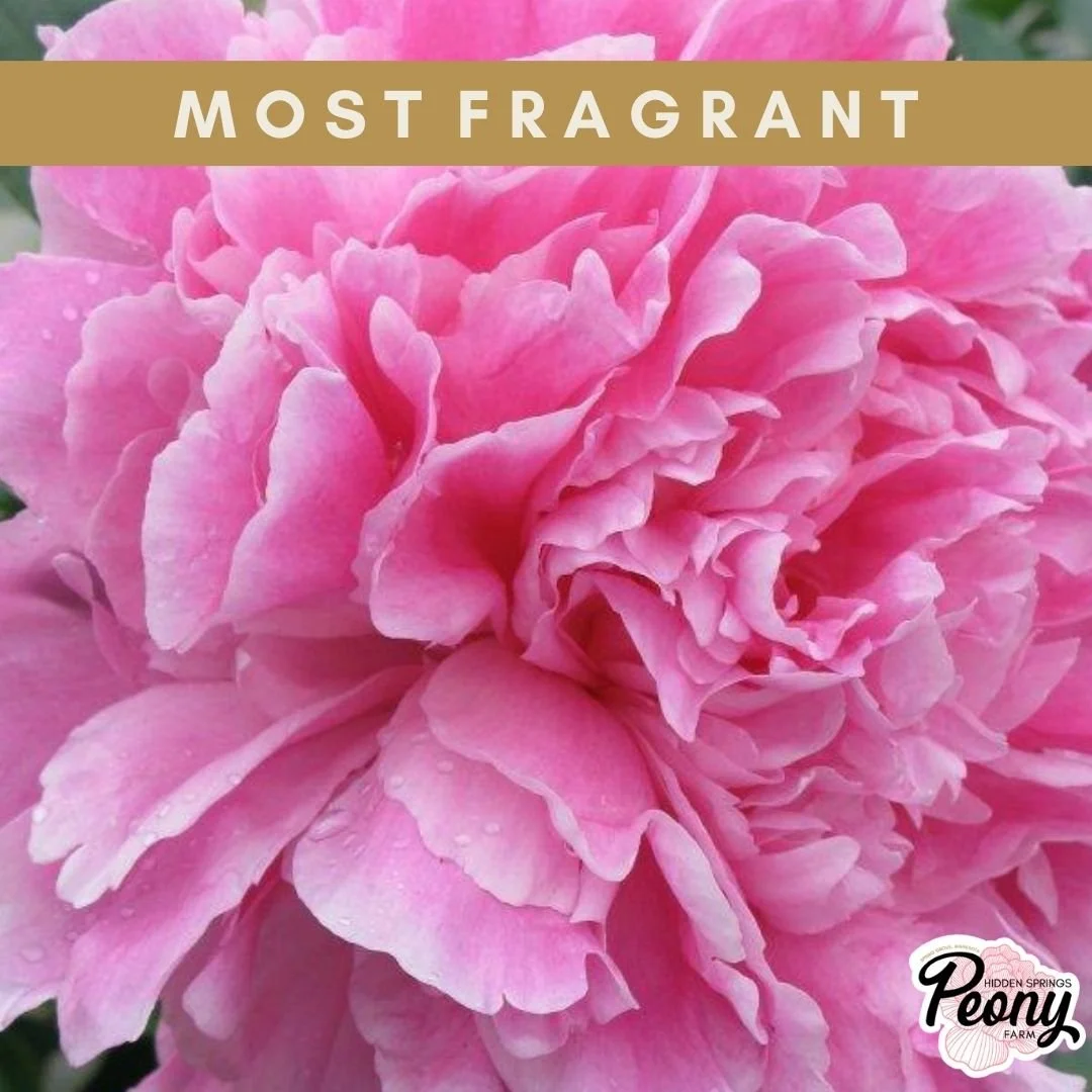 Alexander Fleming Peony — Hidden Springs Peony Farm